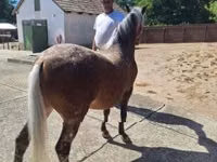 母马, Horses — 照片 6