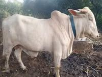 Vache, Bovins — photo 2
