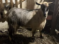 Chèvre, Alpine goat — photo 2