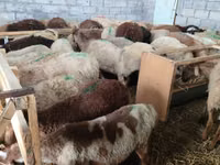 Schaf, Beulah Speckled face sheep — Foto 1