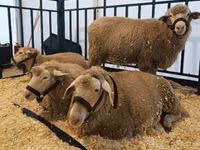 Brebis, Kuibyshev sheep — photo 3