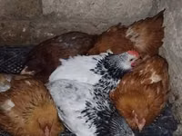 Chickens — photo 2