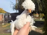 Chickens — फ़ोटो 7