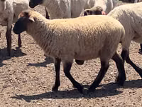 公羊, Hampshire sheep — 照片 3