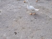 American Pekin — photo 3