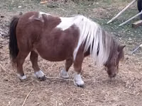 Stute, Miniature horse — Foto 1