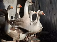 Geese — foto 4