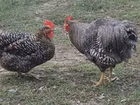 Chickens — photo 1