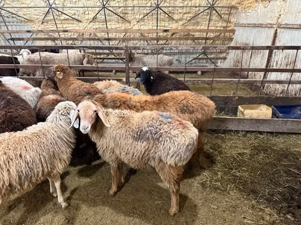 Brebis, Moutons