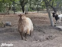 भेड़, Racka sheep — फ़ोटो 5