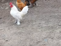 Chickens — 照片 3