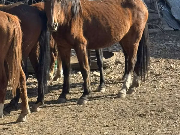 Stute, Kyrgyz Horse