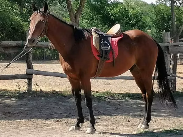 Caballo, Caballos