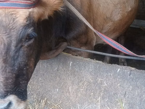 Vache, Race Alatauskaya