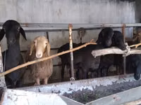 Ram, Sheep — photo 1