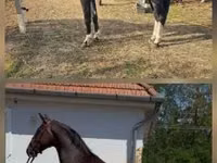Hengst, Dutch warmblood horse — Foto 1