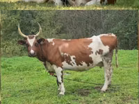 Vaca, Simmental cattle — foto 2