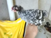 Chickens — Foto 8