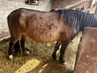 Stute, Horse breed — Foto 2