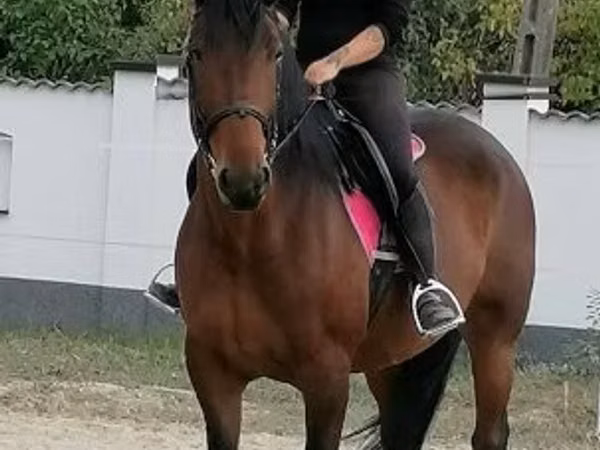 Yegua, Hungarian horse breed