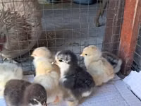 Pekin Bantam — photo 4