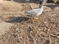 Ducks — photo 3