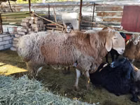 Ram, Arashan sheep — photo 4