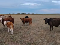 Cow, Ukrainian grey cattle — photo 2