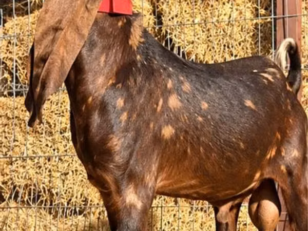 公山羊, Kamori goats