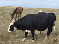 Cow, Red Polled Cow — photo 1