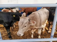 Cattle (batch, sex not specified), Simmental cattle — photo 7