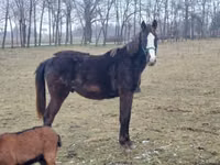 Caballo, Hungarian horse breed — foto 1