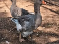 Geese — الصورة 2