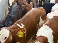 أبقار (دفعة، الجنس غير محدد), Simmental cattle — الصورة 7