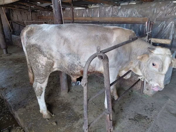 Taureau, Vache rouge sans cornes