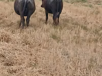 母牛, African Buffalo — 照片 2