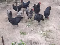 Gallo de pelea de fosa australiano — foto 3