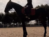 Mare, Friesian sport horse — photo 5