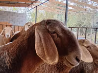 Sheep, Arashan sheep — photo 1