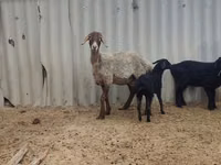 نعجة, Arashan sheep — الصورة 2
