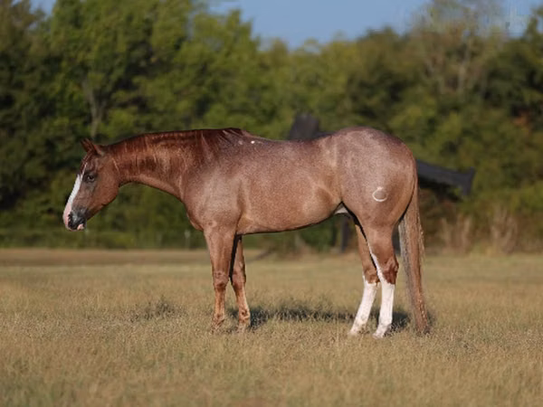 公马, Quarter Horse