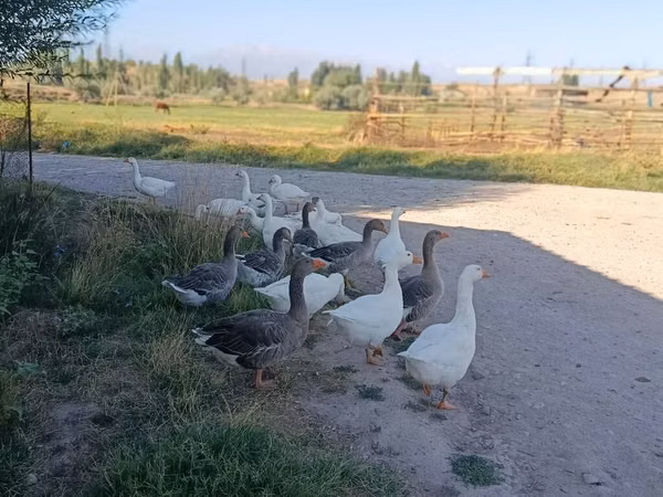 Губернаторская