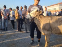 母牛, Cattle — 照片 2