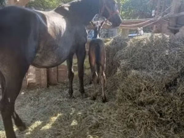 母马, Horses