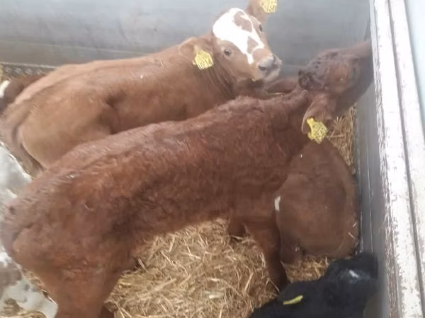 公牛, Limousin cow