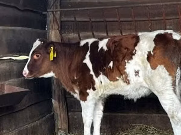 Vaca, Simmental cattle