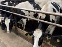 母牛, Yaroslavl cattle — 照片 4