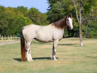 घोड़ी, Skyros Pony — फ़ोटो 3
