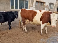 母牛, Swiss cattle — 照片 1