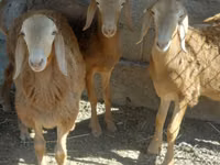 Bélier, Arashan sheep — photo 2